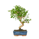BONSAI FRESNO H75 CM APROX. / M - LOZ