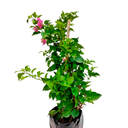BUGAMBILIA ENANA H 75 CM APROX ./ BOL