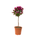 BUGAMBILIA ESFERICA SIMPLE H200 CM APROX. / M - CEM
