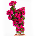 BUGAMBILIA VERTICAL H75 CM APROX. / BOL #1