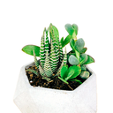 CACTUS & SUCULENTAS H25 CM APROX. / GEN #9