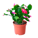 CACTUS NAVIDEÑO H25 CM APROX. / M - PLA