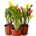 CALA DE COLORES H25 CM APROX. OFERTA / BOL