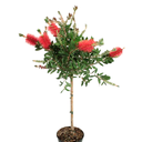 CALISTEMO H300 CM APROX. / BOL