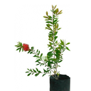 CALISTEMO H50 CM APROX. / BOL