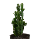 CANDELABRO VELA H75 CM APROX. / BOL