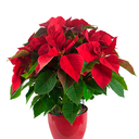 CARDENAL ROJO H50 CM APROX. / BOL