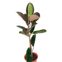 CAUCHO H100 CM APROX. / BOL