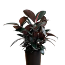 CAUCHO NEGRO H100 CM APROX. / BOL