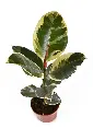 CAUCHO ROJO H50 CM APROX. / BOL