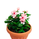 CHAVELITA H25 CM APROX. / BOL