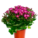 CINERARIA H25 CM APROX. / M - PLA