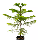 CIPRES LIMON COMPACTA H125 CM APROX. / BOL #1
