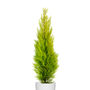 CIPRES LIMON CON DISEÑO H75 CM APROX. / BOL
