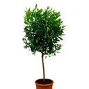 CIRUELA H150 CM APROX. / BOL