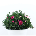 CLAVEL ENANO H25 CM APROX. / BOL