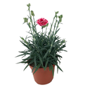 CLAVEL RELLENO H25 CM APROX / BOL,