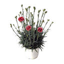 CLAVEL SEMI RELLENO H50 CM APROX. / BOL