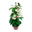 CLERODENDRUM H100 CM APROX. / BOL