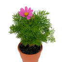 COSMOS AQP H25 CM APROX. / BOL