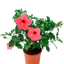 CUCARDA CHILENA H25 CM APROX / BOL