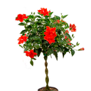 CUCARDA ESFERICO H100 CM APROX. / BOL