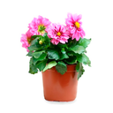 DALIA ENANA H25 CM APROX. / BOL