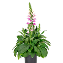 DIGITALIS H25 CM APROX. / BOL