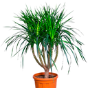 DRACENEA DRACO H100 CM APROX. / BOL