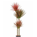 DRACENEA TRICOLOR TALLO ALTO H100 CM APROX. / BOL