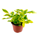 DURANTA ESFERICA LIMON H50 CM APROX. / BOL