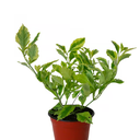 DURANTA ESFERICA VERDE H25 APROX. / BOL