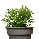 DURANTA HOJA CHICA H75 CM APROX. / BOL