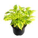 DURANTA HOJA GRANDE H25 CM APROX. / BOL