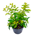 DURANTA PIRAMIDAL HOJA CHICA H100 CM APROX. / BOL