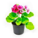 ETERNA PRIMAVERA H25 CM APROX. / BOL
