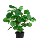 EUCALIPTO H25 CM APROX. / BOL