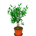 FICUS H25 CM APROX. / BOL