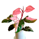 FILODENDRO ROSADO H25 CM APROX. / BOL
