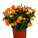 FLOR DE MERMELADA H25 CM APROX. / BOL