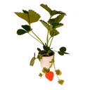 FRESA H25 CM APROX. / M - PLA