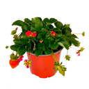 FRESA H25 CM APROX. / MACETA VIERDES COLGANTE Ø26 X H17 CM APROX.
