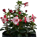 FUCSIA ENANA H25 CM APROX. / BOL
