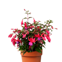 FUCSIA H25 CM APROX. / MACETA VIERDES COLGANTE Ø26 X H17 CM APROX.