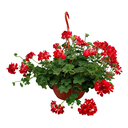 GERANEO ELEGANTE ENANO H25 CM APROX. / MACETA VIERDES COLGANTE Ø26 X H17 CM APROX.