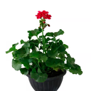 GERANEO ELEGANTE ESFERICO H25 CM APROX. / BOL