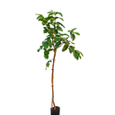 GUAYABA H100 CM APROX. / M - PLA