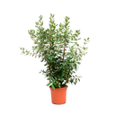 GUAYABA H75 CM APROX. / BOL