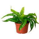HELECHO HURACAN H25 CM APROX. / MA - PLA