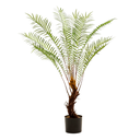 HELECHO PALMERA H25 CM APROX. / M - PLA